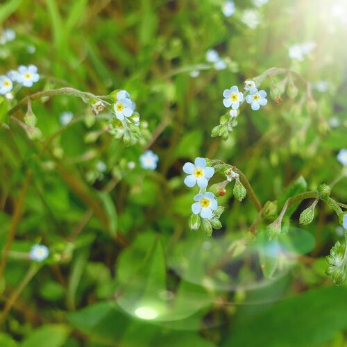 꽃마리 :: maniadb.com